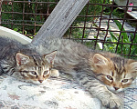 Кошки в Михайловске: 2 котёнка - котик Макс ♥️ и кошечка Веста 🩷 - ищут дом и любимых хозяев Мальчик, Бесплатно - фото 4