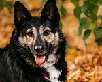 Собаки в Москве: Макена Девочка, Бесплатно - фото 1