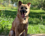 Собаки в Щелково: Малыш Митч ищет дом Мальчик, Бесплатно - фото 1