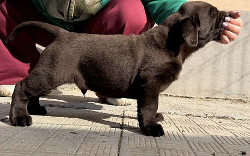 Щенки лабрадора ретривера