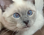 Кошки в Москве: Тайский котик, окрас блю-пойнт Мальчик, Бесплатно - фото 2