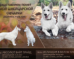 Собаки в Евпатории: Предлагаются щенки белой швейцарской овчарки Девочка, Бесплатно - фото 1