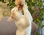 Кошки в Москве: Ласковый котенок Рэй в добрые руки Мальчик, 1 руб. - фото 3