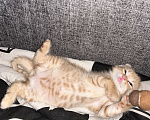Кошки в Курске: Котенок Девочка, Бесплатно - фото 2
