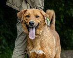 Собаки в Балашихе: Солнечный рыжий пёс Патат 3,5 года из приюта Мальчик, Бесплатно - фото 10