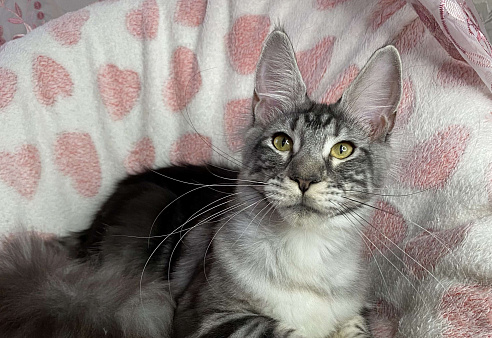 Черная серебристая мраморная девочка мейн кун Roxana