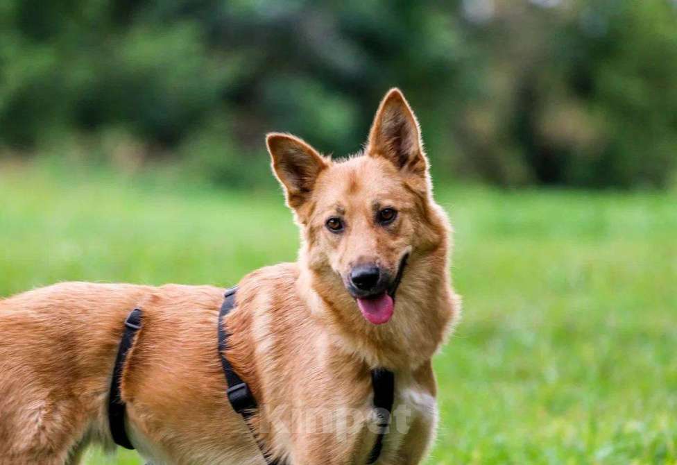 Собаки в Москве: Сладкая девчонка  Девочка, Бесплатно - фото 9