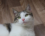 Кошки в Саратове: Предали уличного котика  Мальчик, Бесплатно - фото 1
