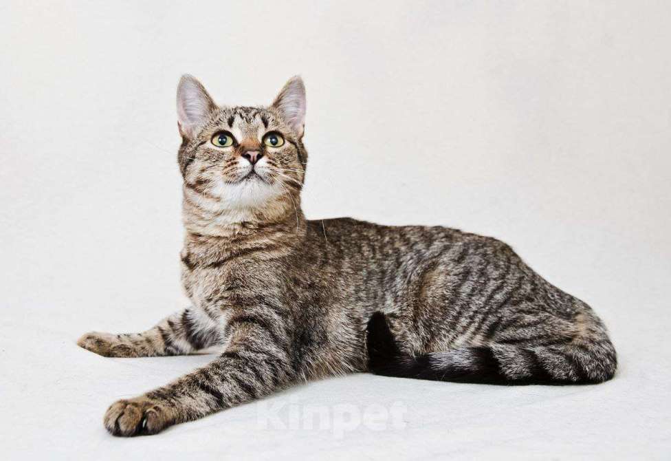 Кошки в Москве: Нежная кошечка Антоновка ищет дом Девочка, Бесплатно - фото 1