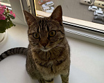 Кошки в Подольске: В добрые руки кошечка  Девочка, Бесплатно - фото 1