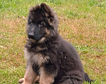 Собаки в Санкт-Петербурге: Щенок длинношерстной немецкой овчарки Мальчик, 60 000 руб. - фото 4