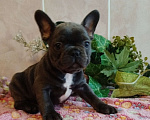 Собаки в Москве: Милые щенки французского бульдога. Мальчик, 65 000 руб. - фото 4