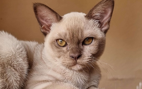 Бурманская кошка