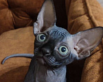 Кошки в Москве: Котята канадского сфинкса  Девочка, 45 000 руб. - фото 2