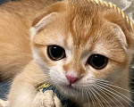 Кошки в Москве: Ирвин Мальчик, 40 000 руб. - фото 2