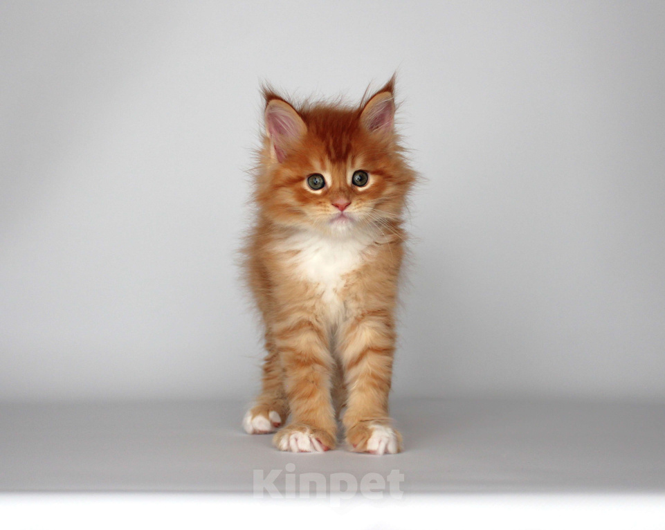 Кошки в Екатеринбурге: Котёнок мейн-кун Дионис Мальчик Мальчик, 50 000 руб. - фото 1