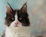 Кошки в Туапсе: Котята мейн-кун из питомника Мальчик, Бесплатно - фото 2