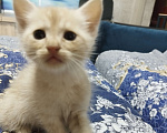 Кошки в Севастополе: Ищу заботливого хозяина котику Мальчик, Бесплатно - фото 2