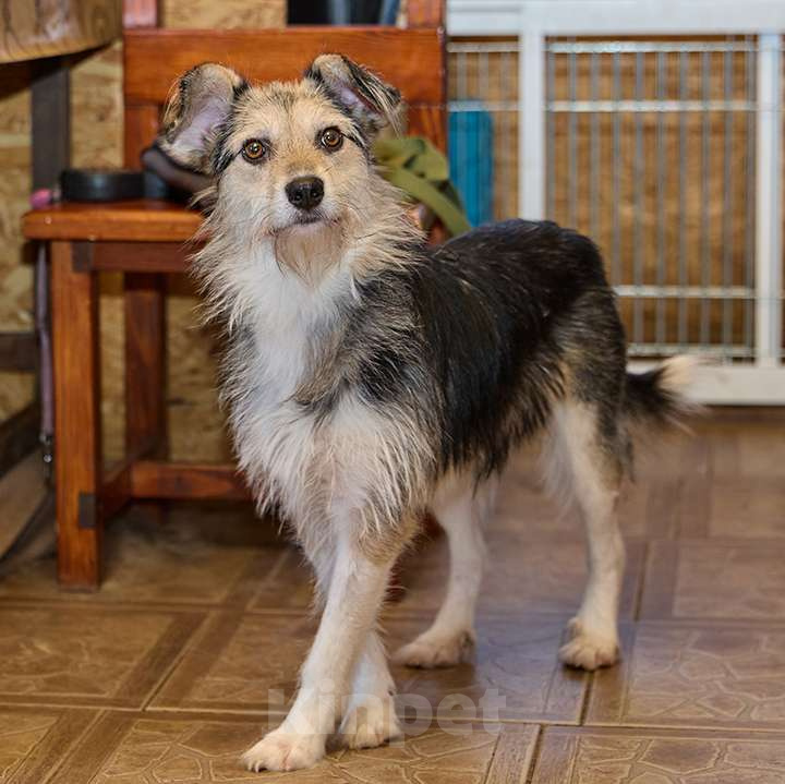 Собаки в Москве: Красотка Динка ищет семью Девочка, 10 руб. - фото 2