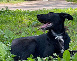 Собаки в Пушкино: Мартин щенок Мальчик, 9 руб. - фото 4
