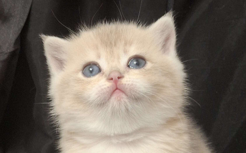 Шотландский прямоухий мальчик голубая золотая шиншилла