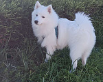 Собаки в Сочи: Белоснежный щенок японского шпица Мальчик, 20 000 руб. - фото 1
