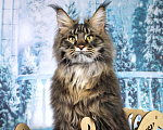 Кошки в Краснодаре: Грифон Мальчик, 40 000 руб. - фото 6