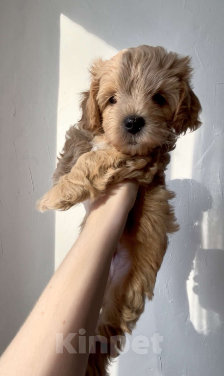 Собаки в Новосибирске: Мальтипу F1 мальчик Мальчик, 130 000 руб. - фото 1