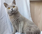 Кошки в Москве: Британский голубой котик, очень ласковый. Мальчик, 60 000 руб. - фото 2
