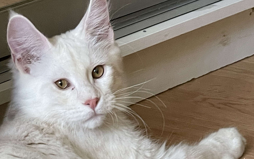 Пушистый ангел для вашего настроения