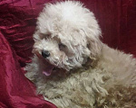 Собаки в Москве: Той пудели Мальчик, 33 000 руб. - фото 2