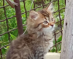 Кошки в Михайловске: 2 котёнка - котик Макс ♥️ и кошечка Веста 🩷 - ищут дом и любимых хозяев Мальчик, Бесплатно - фото 1