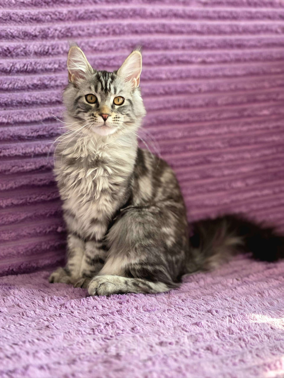 Кошки в Ижевске: Котята мейн-кун Девочка, 50 000 руб. - фото 4