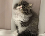Кошки в Москве: Персидский котенок  Мальчик, 24 000 руб. - фото 2