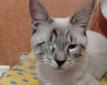 Кошки в Одинцово:  Котёнок Семён в добрые руки Мальчик, 100 руб. - фото 1