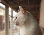Кошки в Зеленограде: Котик Абрау в добрые руки Мальчик, Бесплатно - фото 6