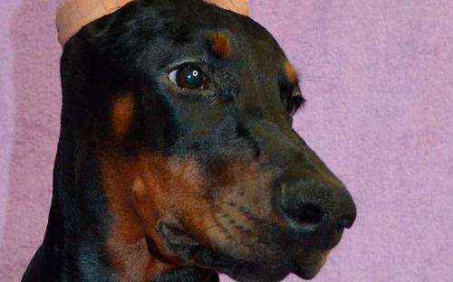 Щенок добермана Арабелла