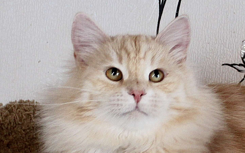 Сибирский котёнок