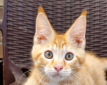 Кошки в Краснодаре: Котик Мальчик, 10 000 руб. - фото 1