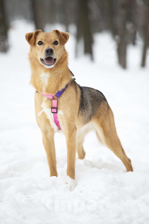 Собаки в Москве: Небольшая ласковая Лаванда в добрые руки Девочка, Бесплатно - фото 1