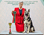 Собаки в Москве: Щенки Восточноевропейской овчарки Девочка, 65 000 руб. - фото 4
