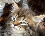Кошки в Перми: Чудесные чистокровные сибирские котята Девочка, 30 000 руб. - фото 1