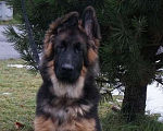 Собаки в Санкт-Петербурге: Щенок длинношерстной немецкой овчарки Мальчик, 60 000 руб. - фото 1