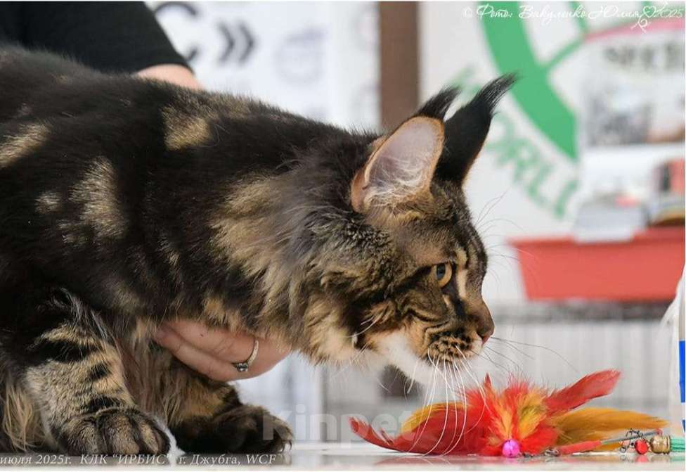 Кошки в Краснодаре: Нафаня Мальчик, 50 000 руб. - фото 4