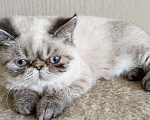 Кошки в Нижнем Новгороде: Котята породы Экзотическая короткошёрстная Мальчик, 12 000 руб. - фото 7
