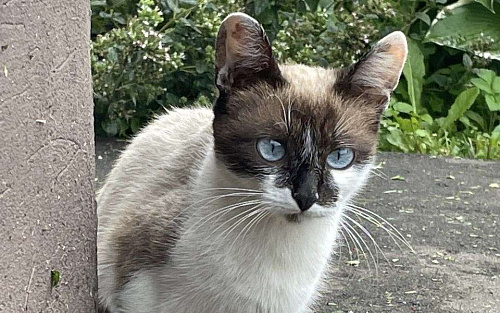 Теона ищет дом