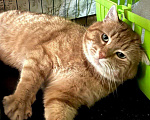 Кошки в Санкт-Петербурге: Рыжик - роскошный ласковый котик Мальчик, Бесплатно - фото 1