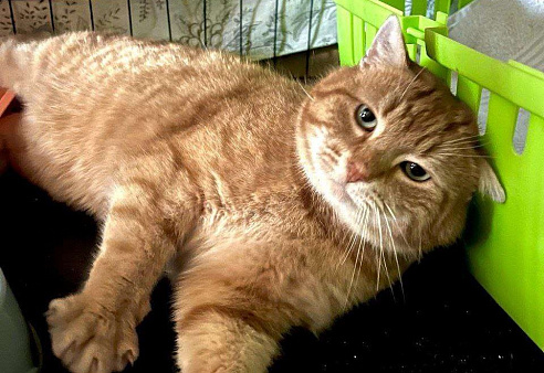 Рыжик - роскошный ласковый котик