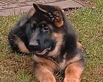 Собаки в Санкт-Петербурге: Щенок кобель, немецкая овчарка.  Мальчик, 60 000 руб. - фото 2