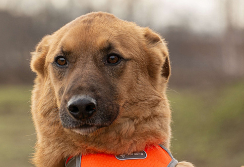 Рыжее солнышко